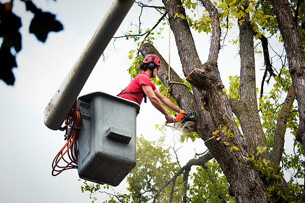 How Our Tree Care Process Works  in Riverdale Park, CA